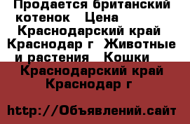 Продается британский котенок › Цена ­ 1 500 - Краснодарский край, Краснодар г. Животные и растения » Кошки   . Краснодарский край,Краснодар г.